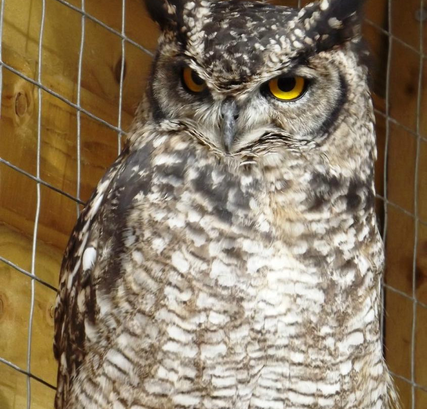 The Wolds Way Owl Trust-South Cave必去景点