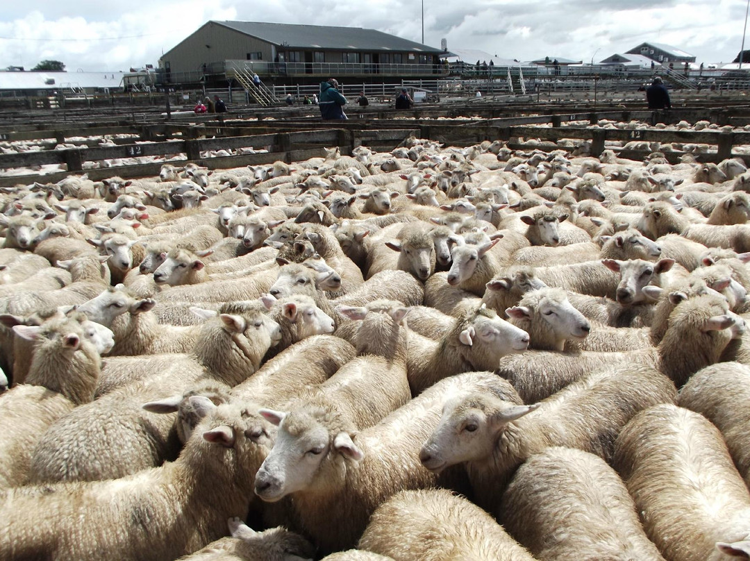 Feilding Saleyards Guided Tour景点图片