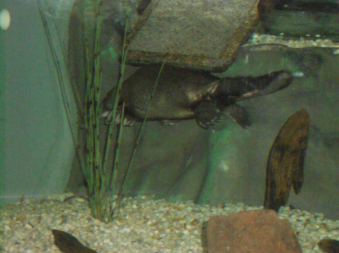 Platypus House-Beauty Point必去景点