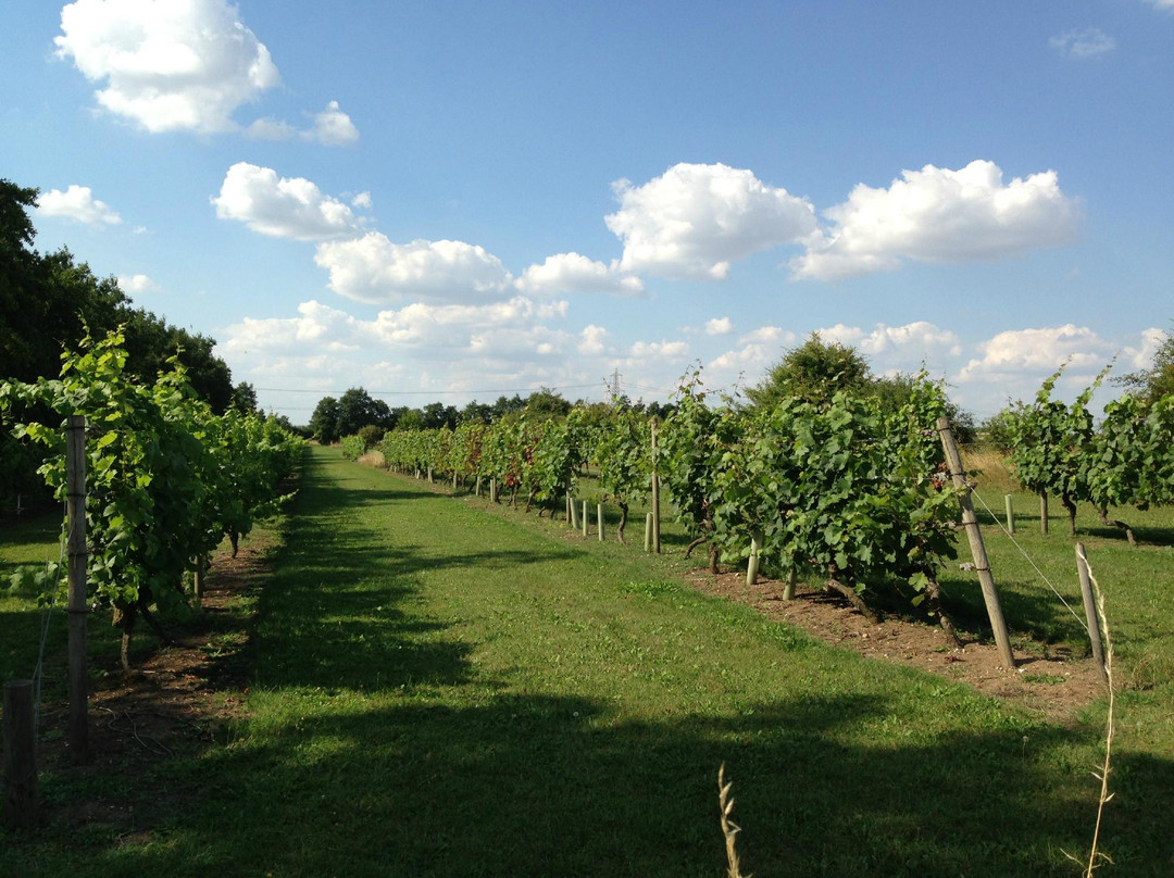 Chilford Hall Vineyard景点图片