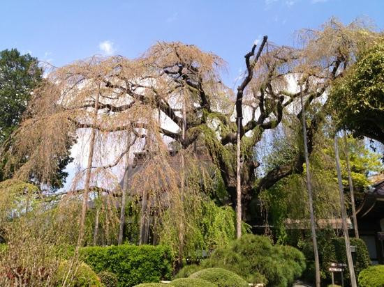 Jiun-ji Temple景点图片