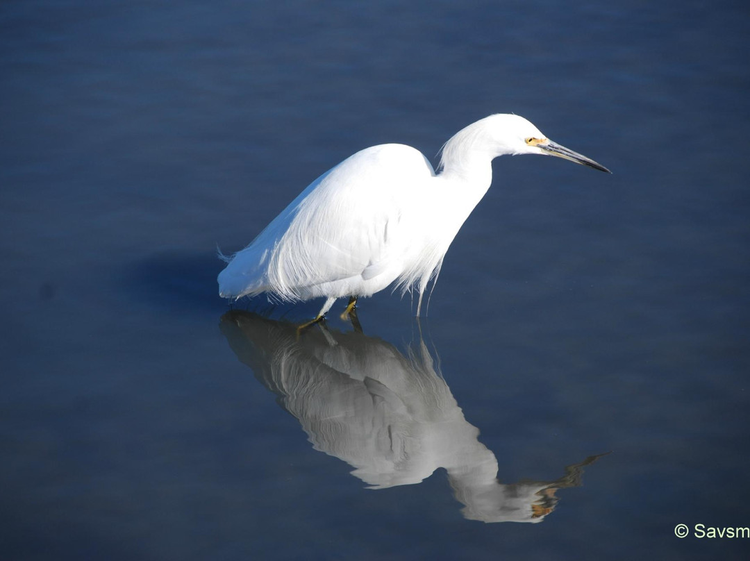 帕罗奥图海湾湿地自然保护区-帕罗奥多必去景点