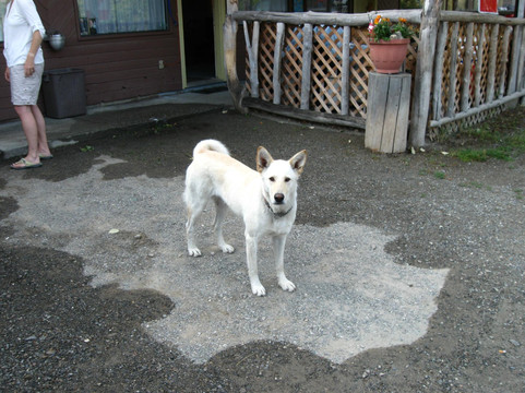 Gold Dust Motel主图