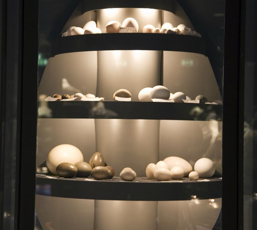 Sigurgeirs Bird Museum-雷克雅里德必去景点