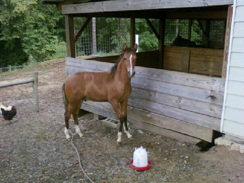 Hacienda la Pecosa: Paso Fino Show Horses-Bethlehem必去景点