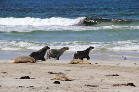 Seal Bay Conservation Park-Seal Bay必去景点