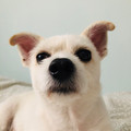 Wanwaidog