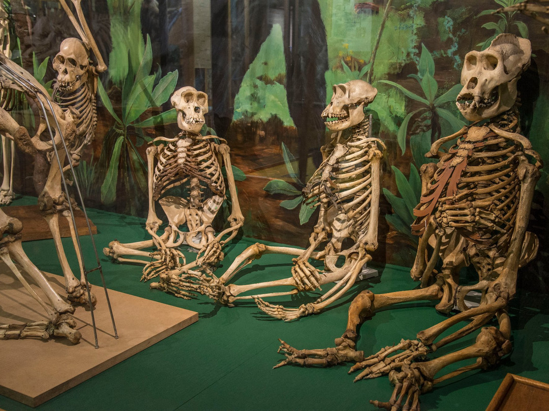 University of Aberdeen Zoology Museum景点图片