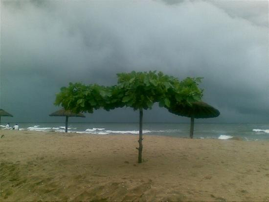 Cherai Beach景点图片