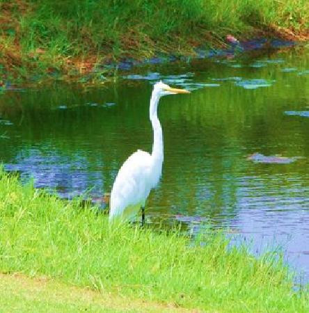 Sea Scape Links Golf Course景点图片