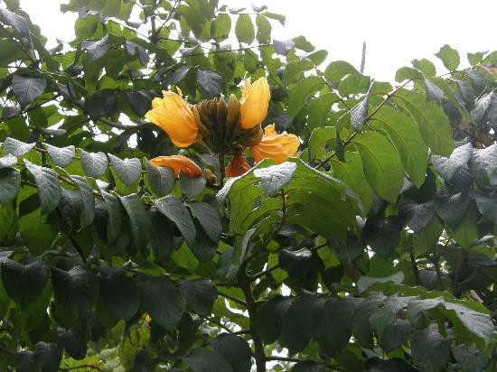 Royal Botanical Gardens-西班牙港必去景点