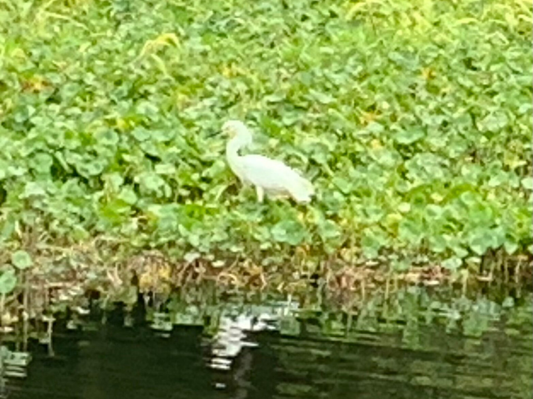 Blue Heron River Tours景点图片