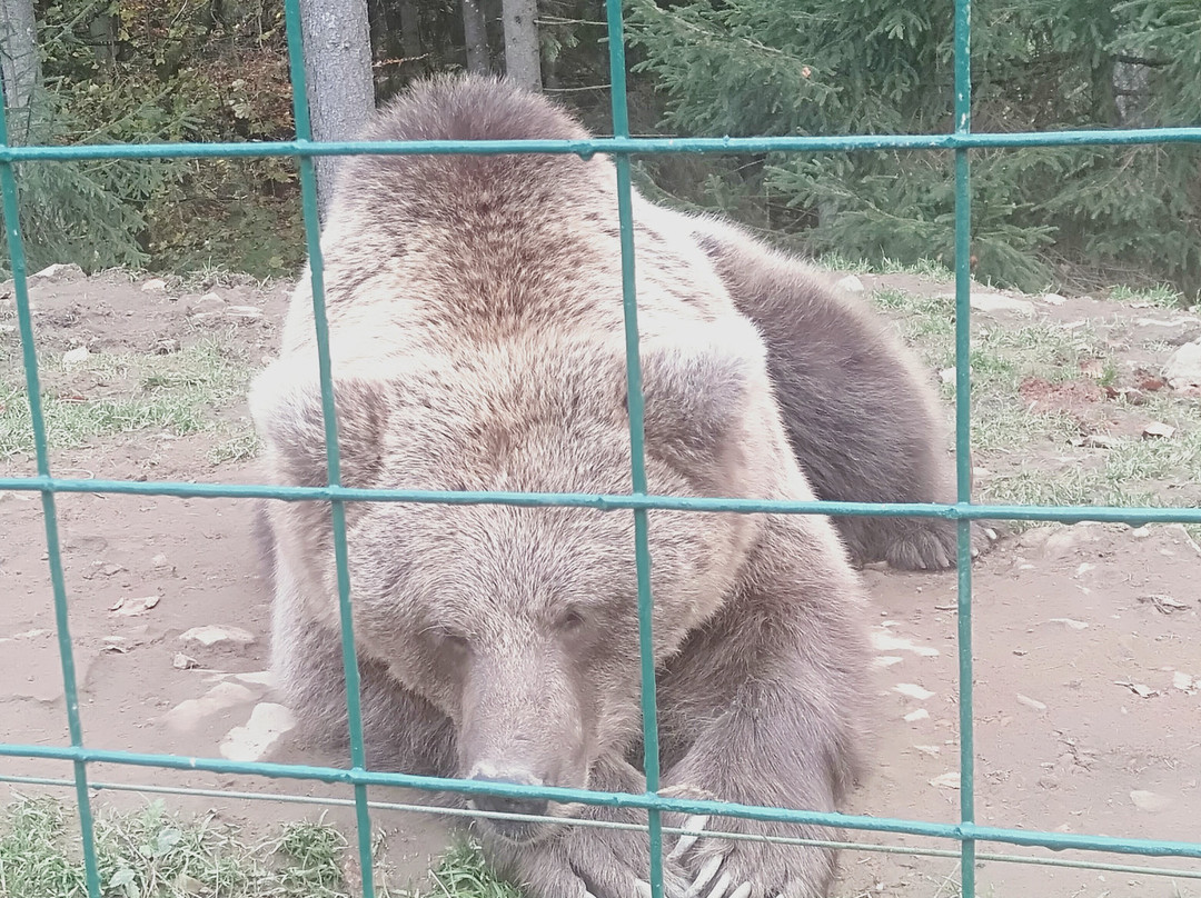 Rehabilitation Center of the Brown Bear景点图片