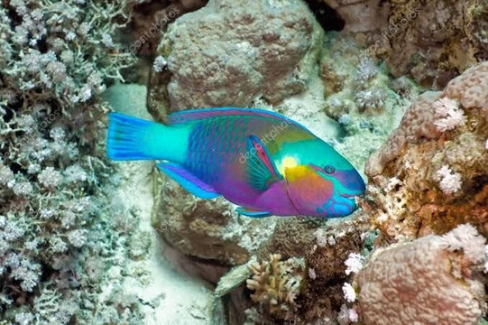 Sun Pyramids Multi-Day Tours-沙姆沙伊赫必去景点