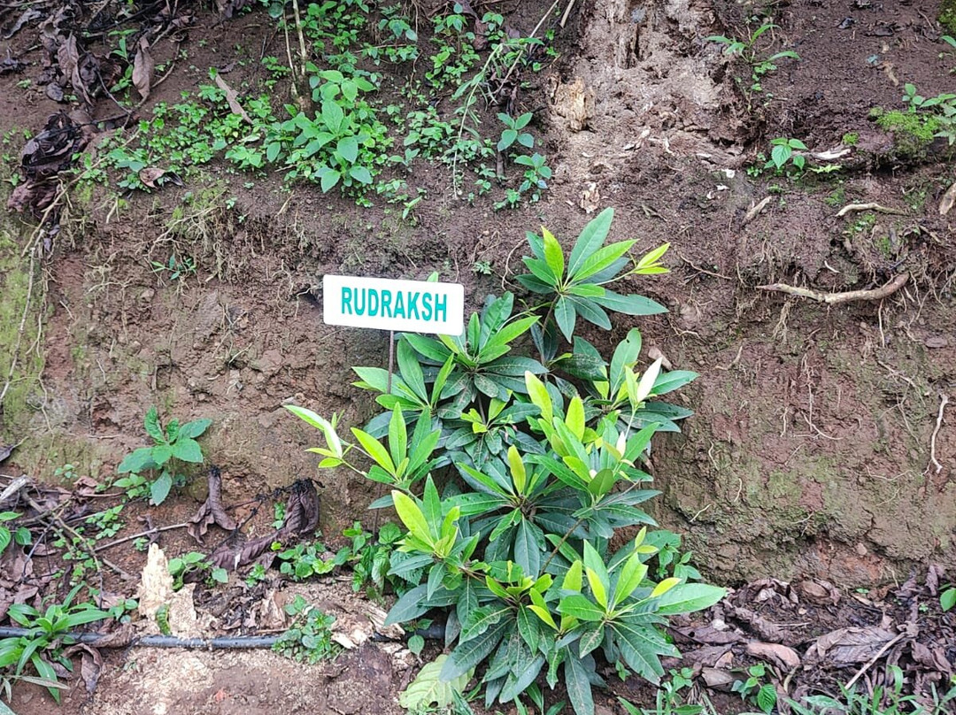 Coffee Plantation Walk景点图片