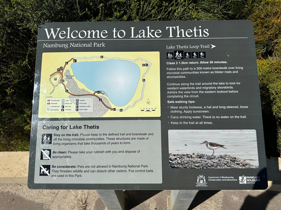 Stromatolites-塞万提斯必去景点