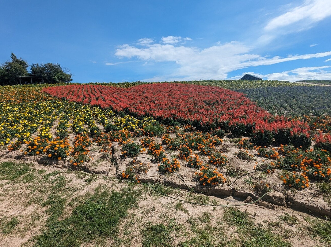 Kanno Firm-上富良野町必去景点