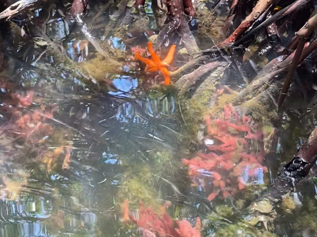 Parque Nacional Laguna de La Restinga-玛格丽塔岛必去景点