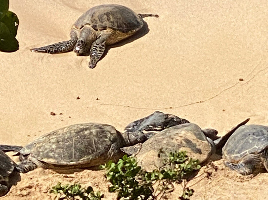 Maui Seasons-毛伊岛必去景点