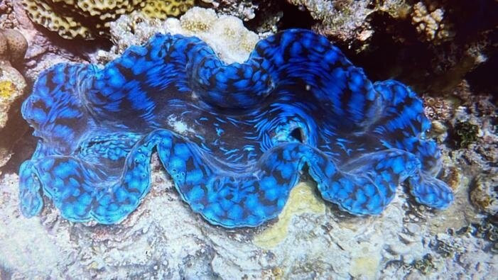 Les Pleiades Du Sud D’Ouvea-Ouvea必去景点