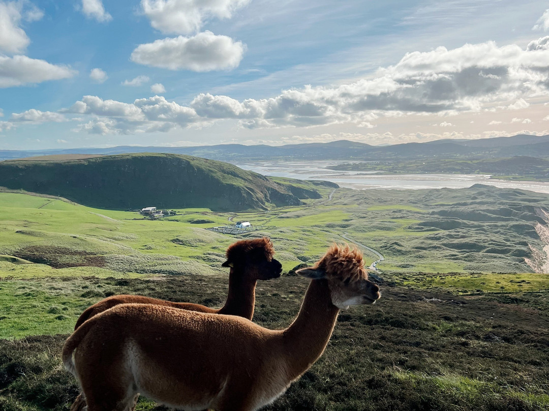 Wild Alpaca Way景点图片