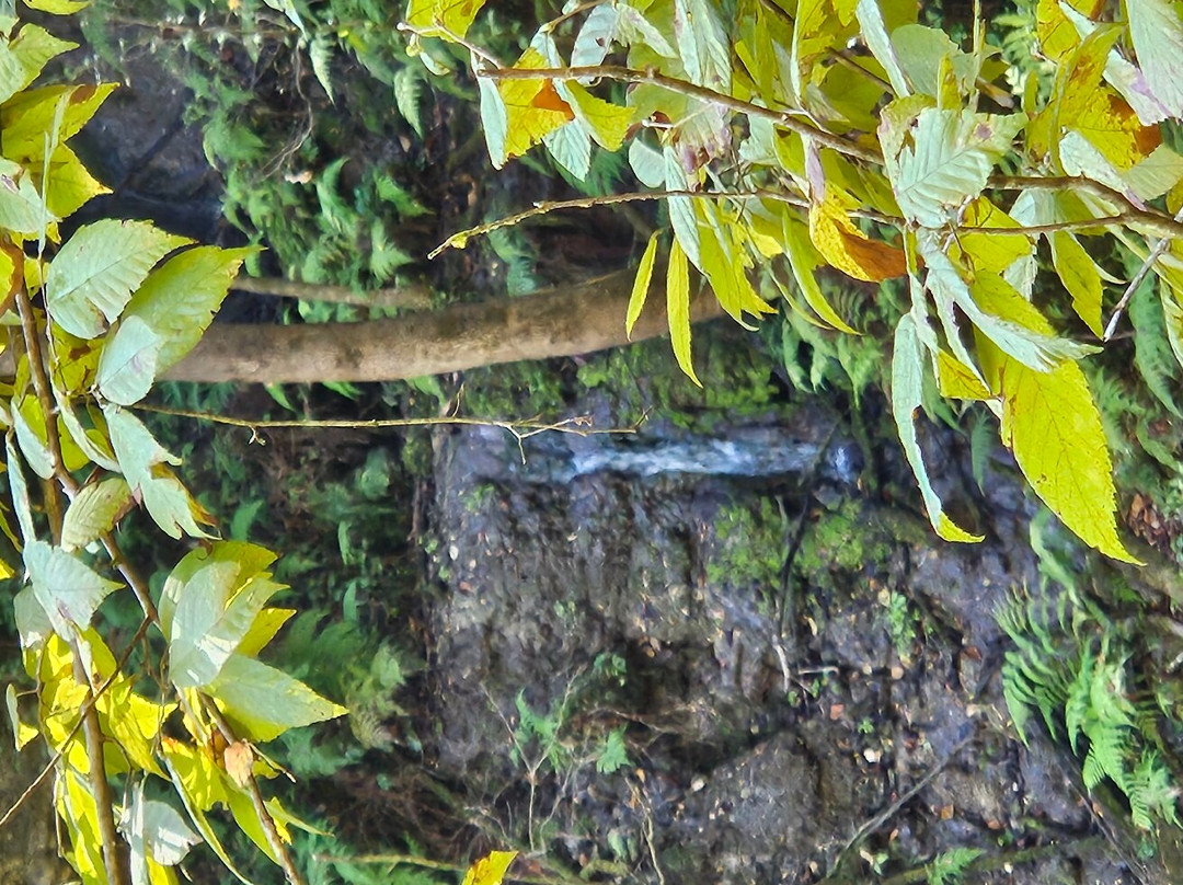 Devil's Millhopper Geological State Park-盖恩斯维尔必去景点