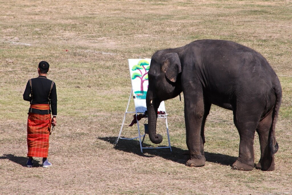 Surin Elephant Round-up-素林必去景点