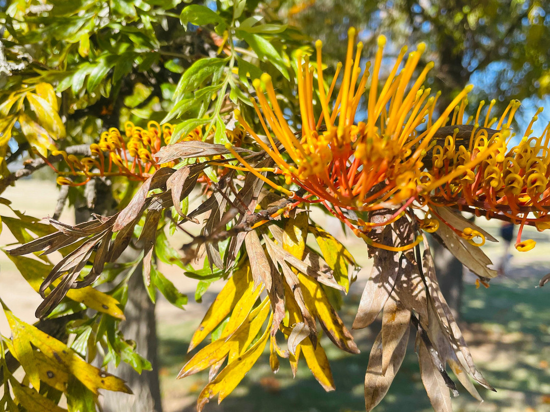 Woodlands Park-Yarrawonga必去景点
