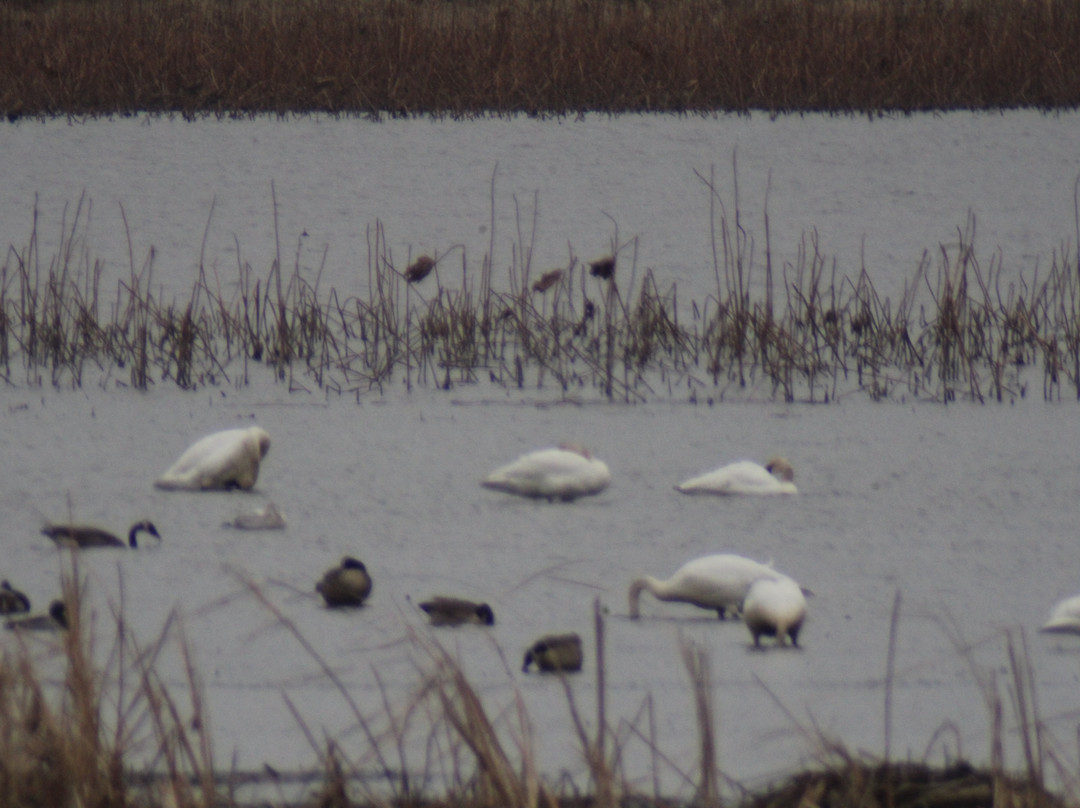Loess Bluffs National Wildlife Refuge-Mound City必去景点