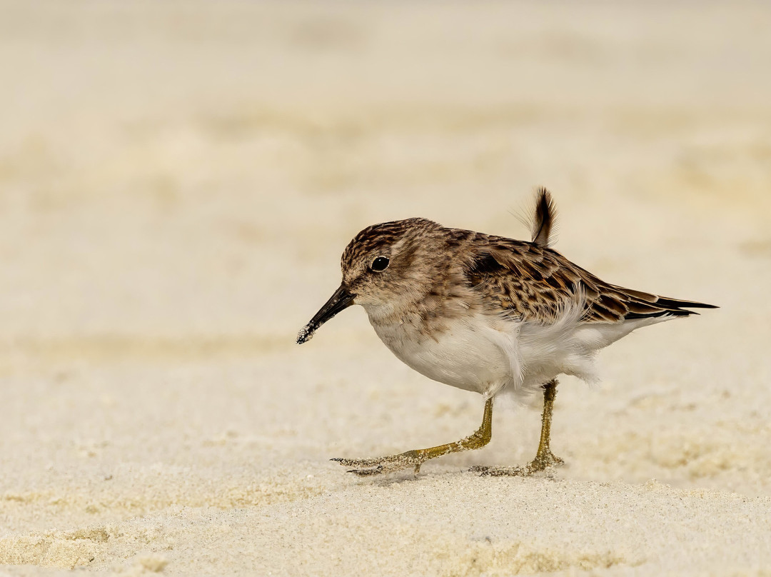 Lowcountry Photo Safaris景点图片