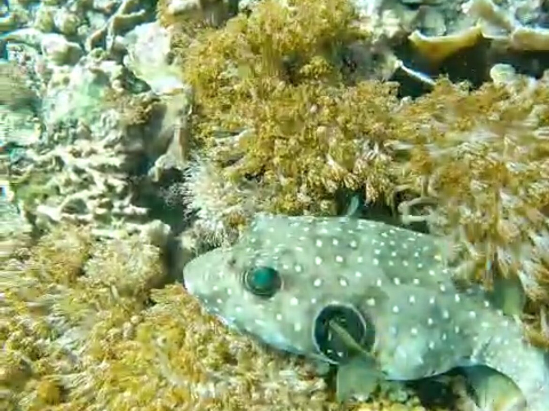 Blue Lagoon Activities Ceningan-努沙切宁安岛必去景点