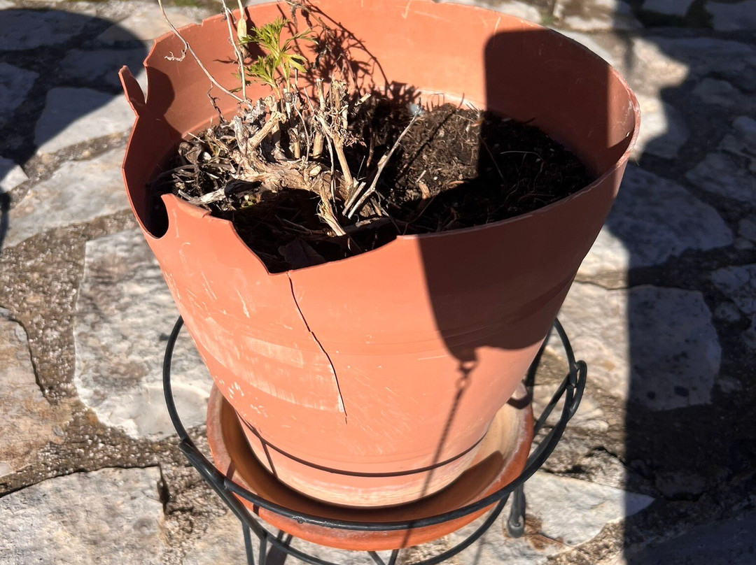 Theasis Guesthouse主图