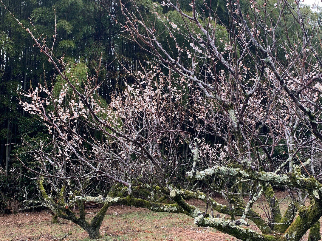 Plum Forest-城阳市必去景点