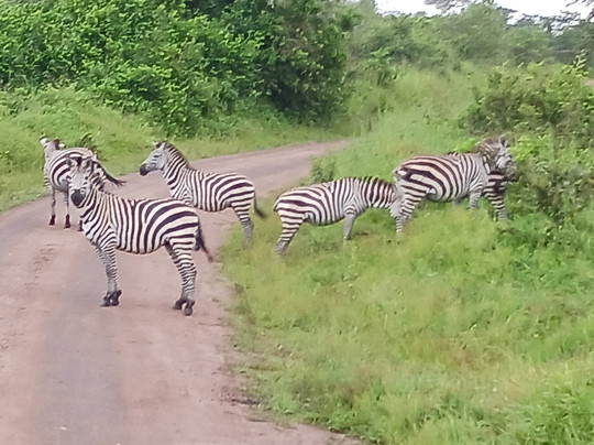 Bashem Safaris Tours and Travel-渥太华必去景点