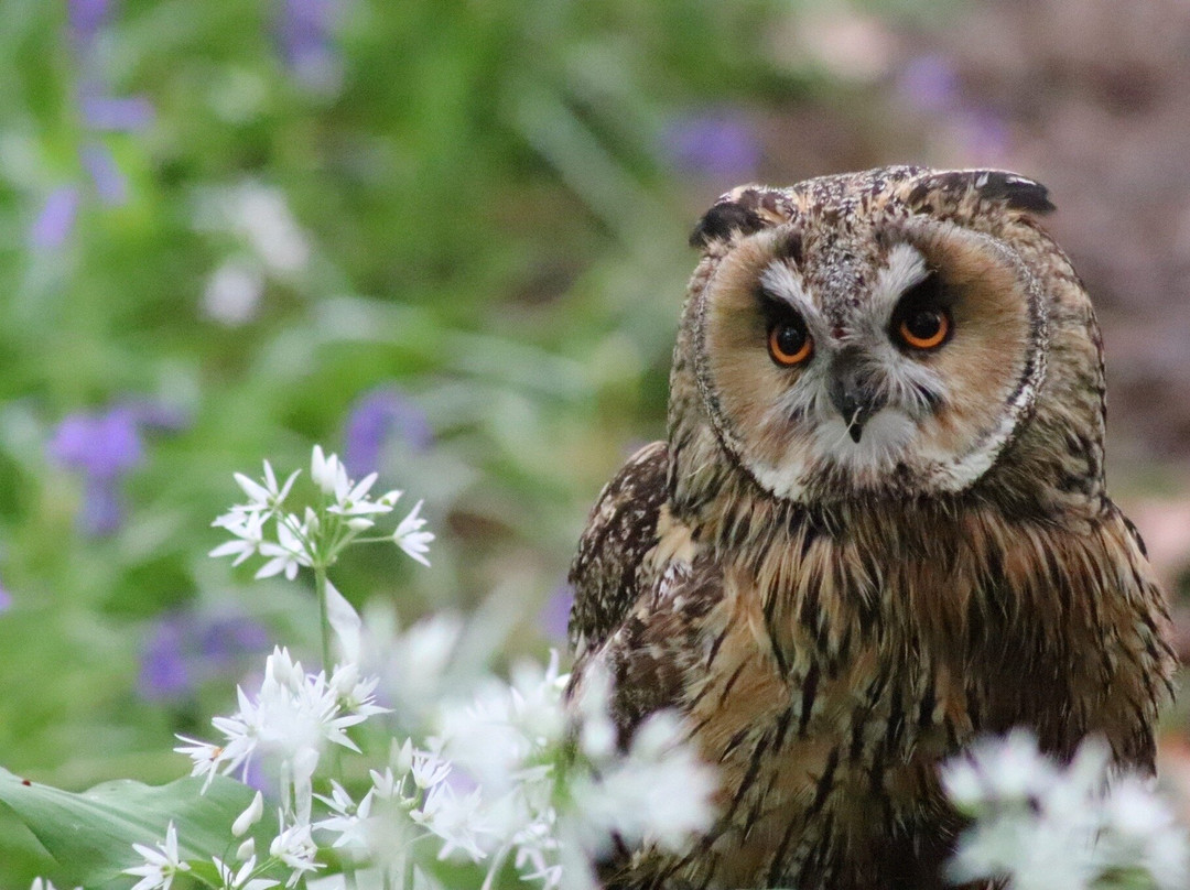 UK Owl And Raptor Centre景点图片