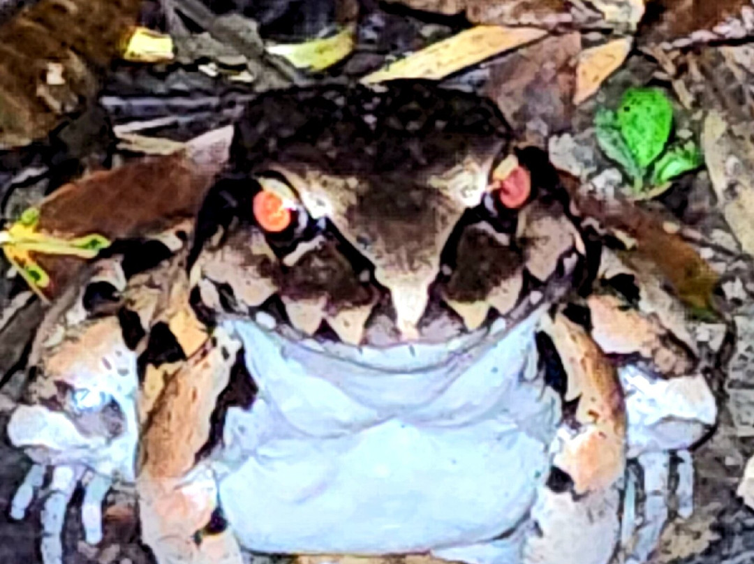 Muyuna Amazon Lodge Experience景点图片