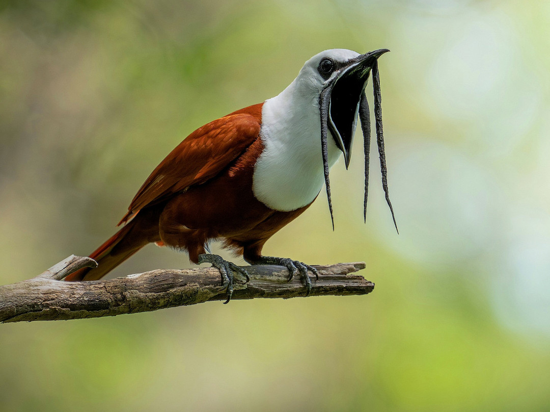 Feather Hunters CR-彭塔雷纳斯必去景点