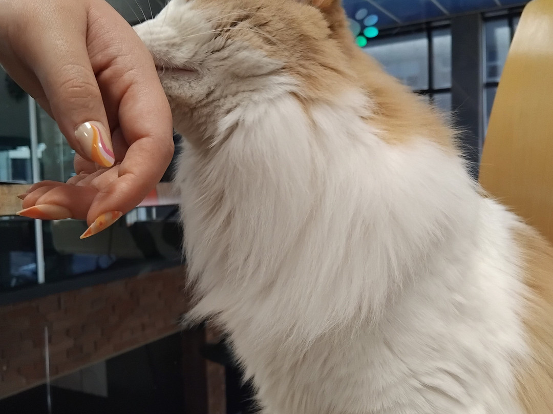 Neko Ngeru Cat Cafe景点图片