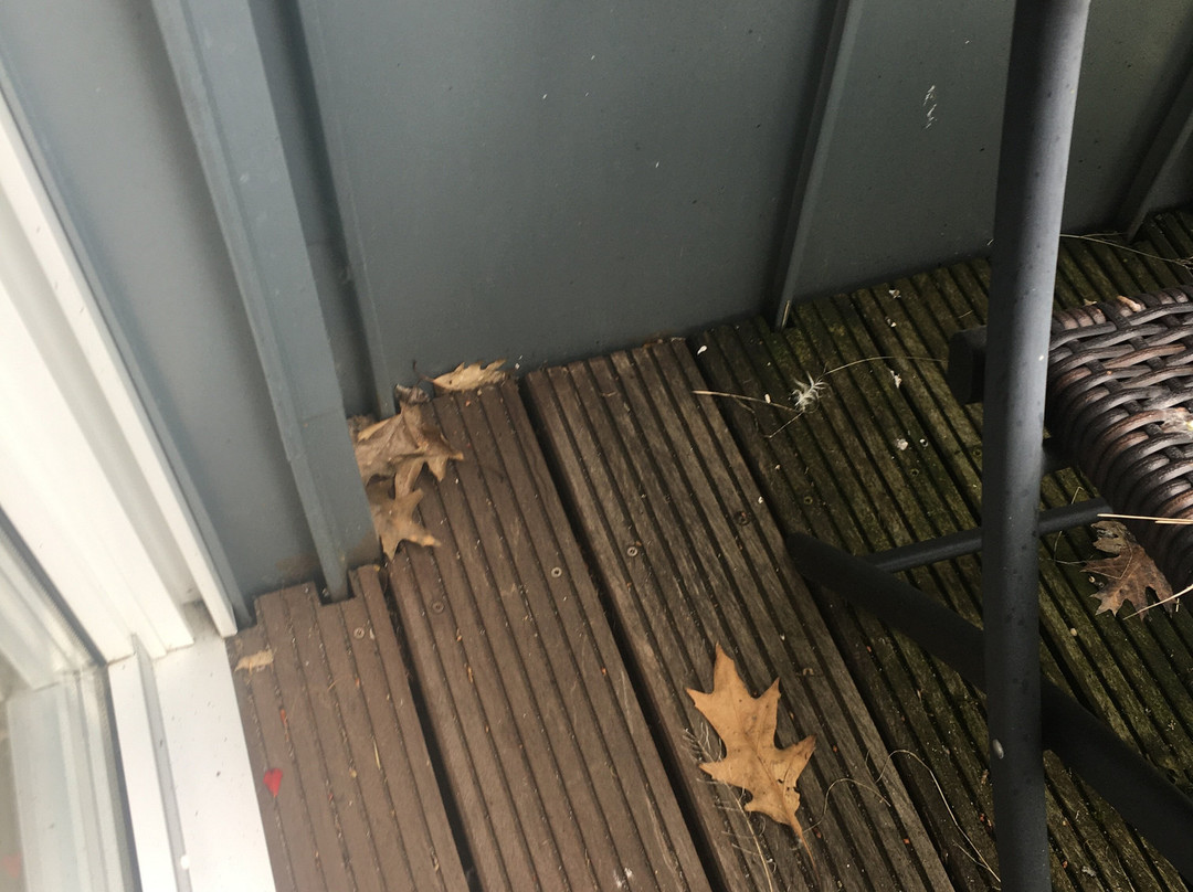 Zum Hasen Hein主图