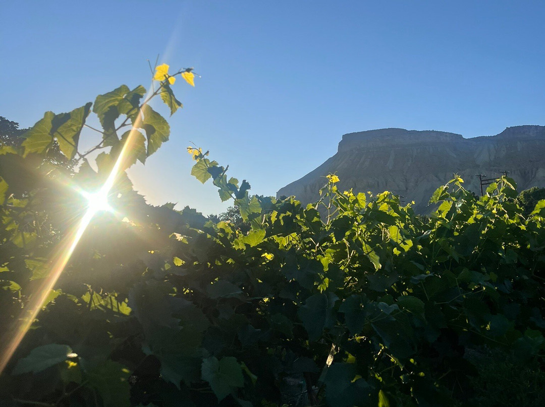 Maison la Belle Vie Winery and Eatery-Palisade必去景点