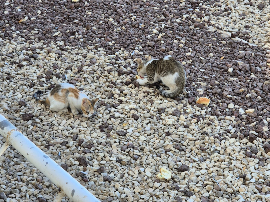 Caesar Premier Eilat Hotel主图