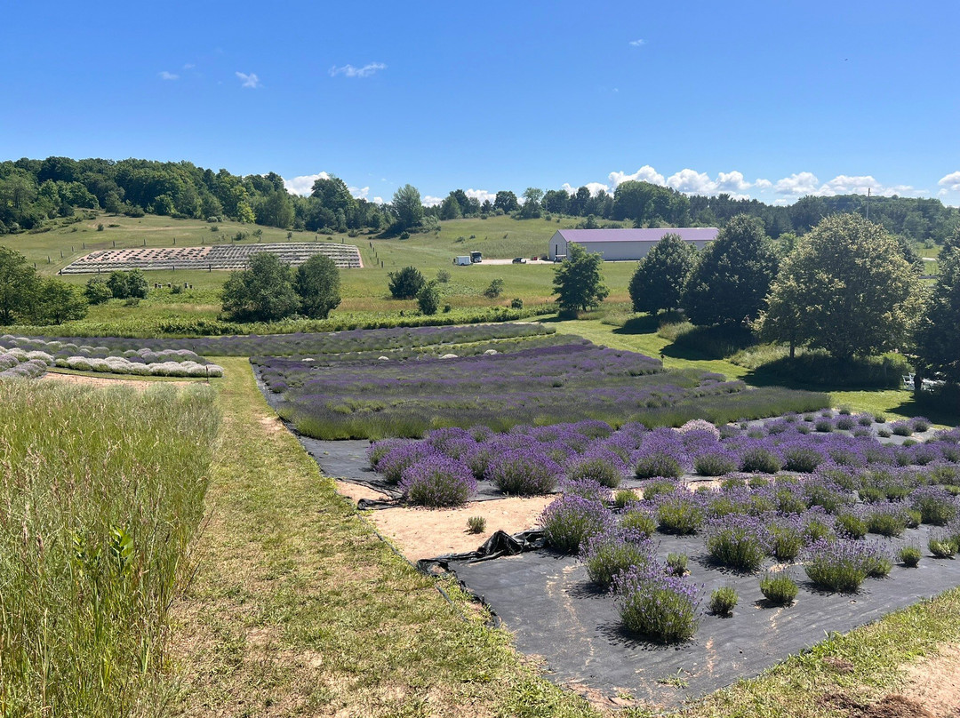 Lavender Hill Farm景点图片