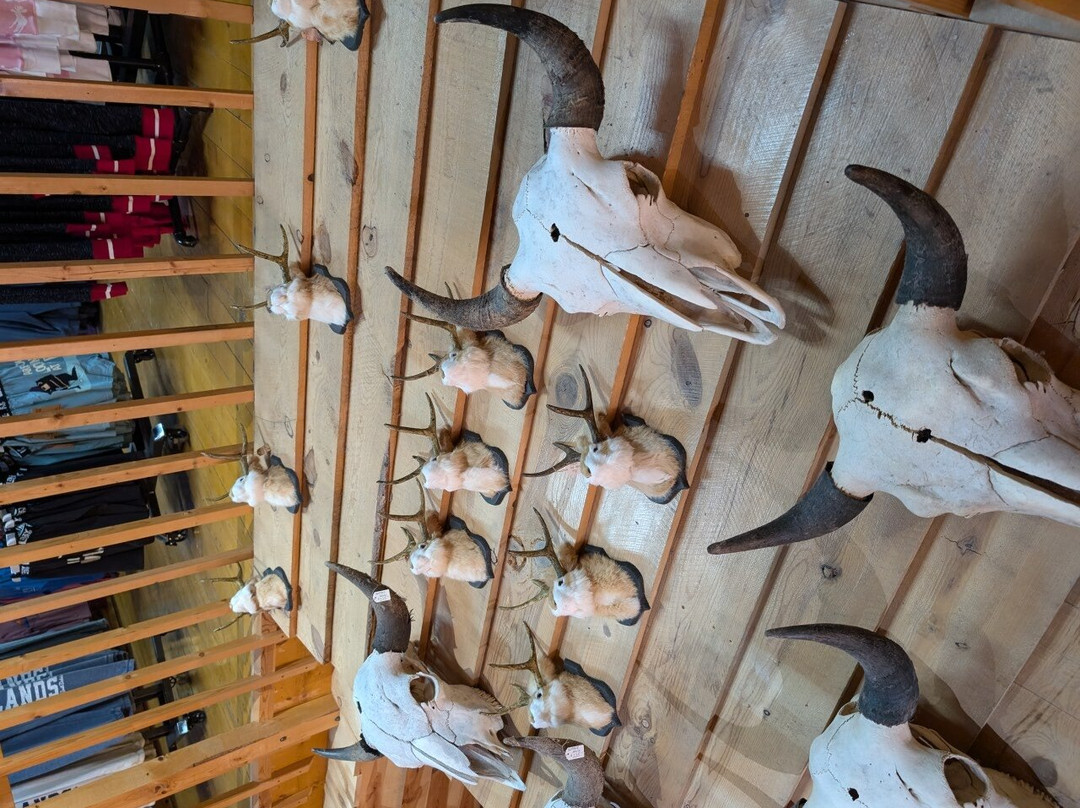 Best Western Plains Motel主图