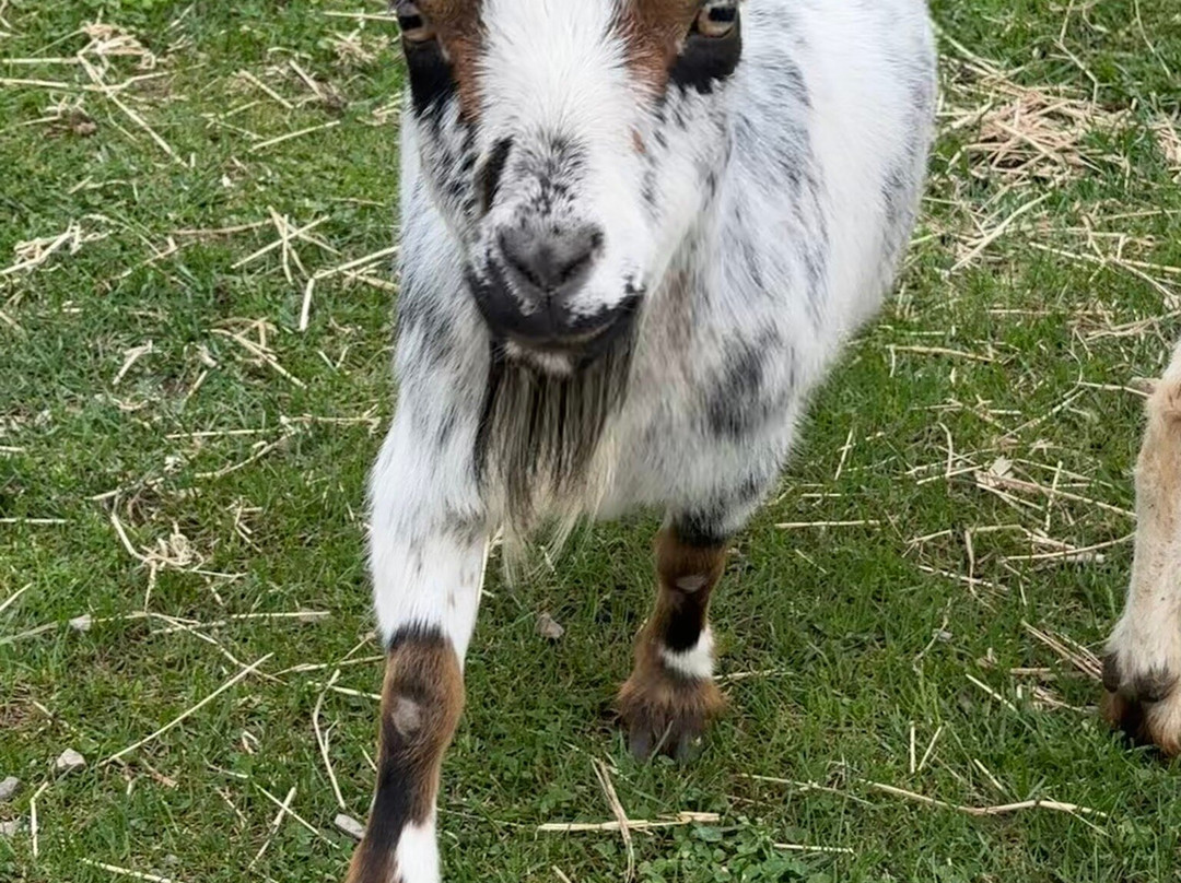 Doc's Zoo-Bonduel必去景点