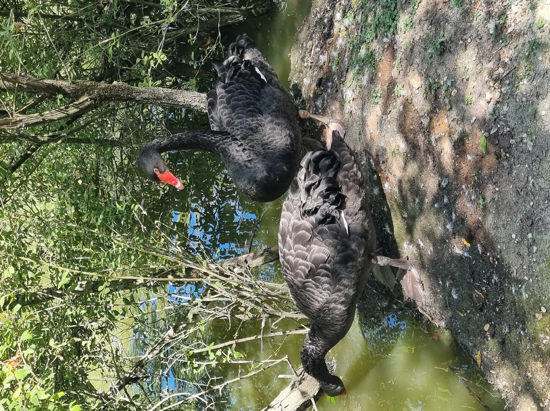 Les Oiseaux du Marais Poitevin景点图片