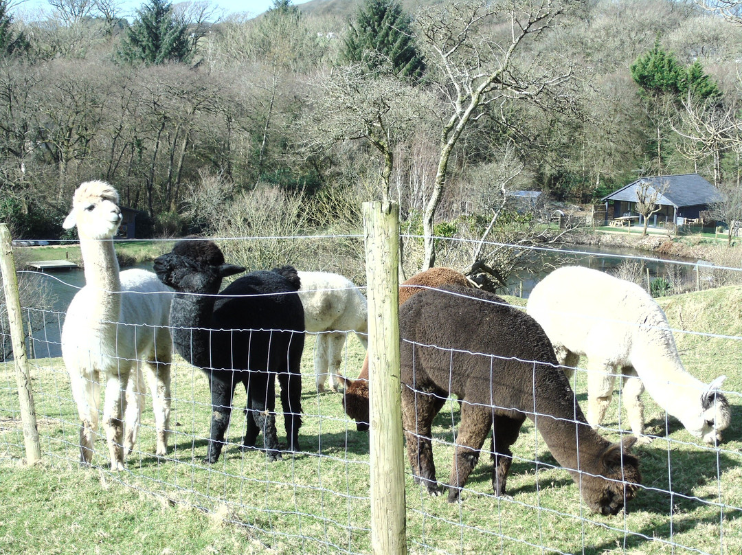 Mill Farm Alpacas-Bradworthy必去景点