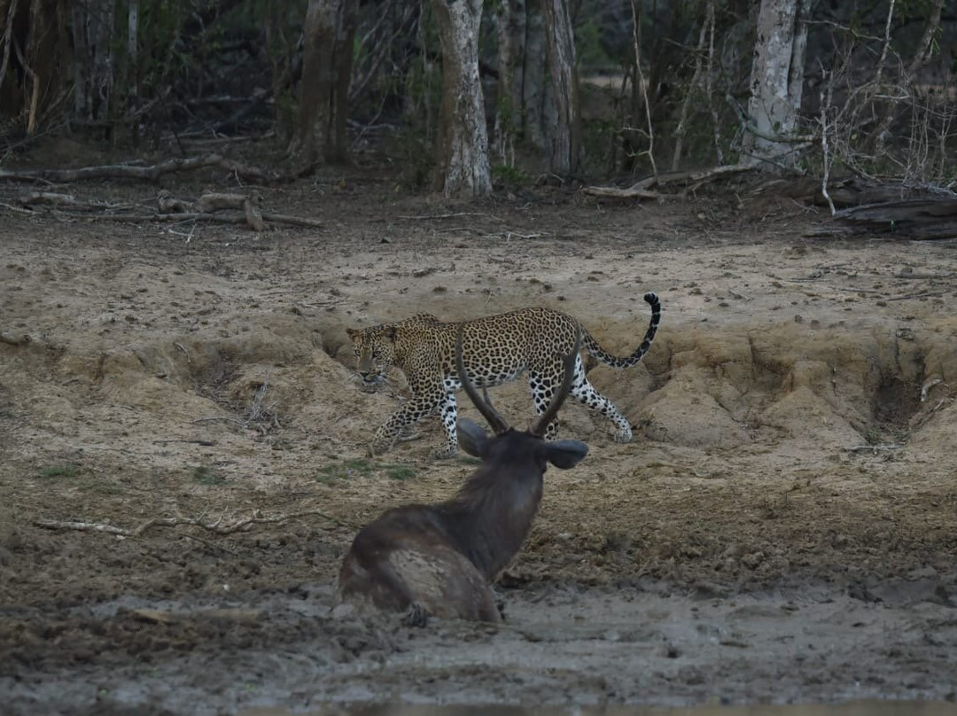 Yala Safari Team-蒂瑟默哈拉默必去景点