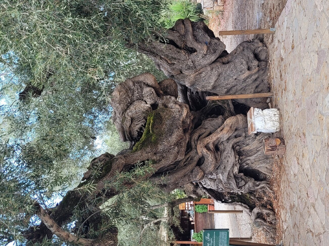 Olive Tree景点图片