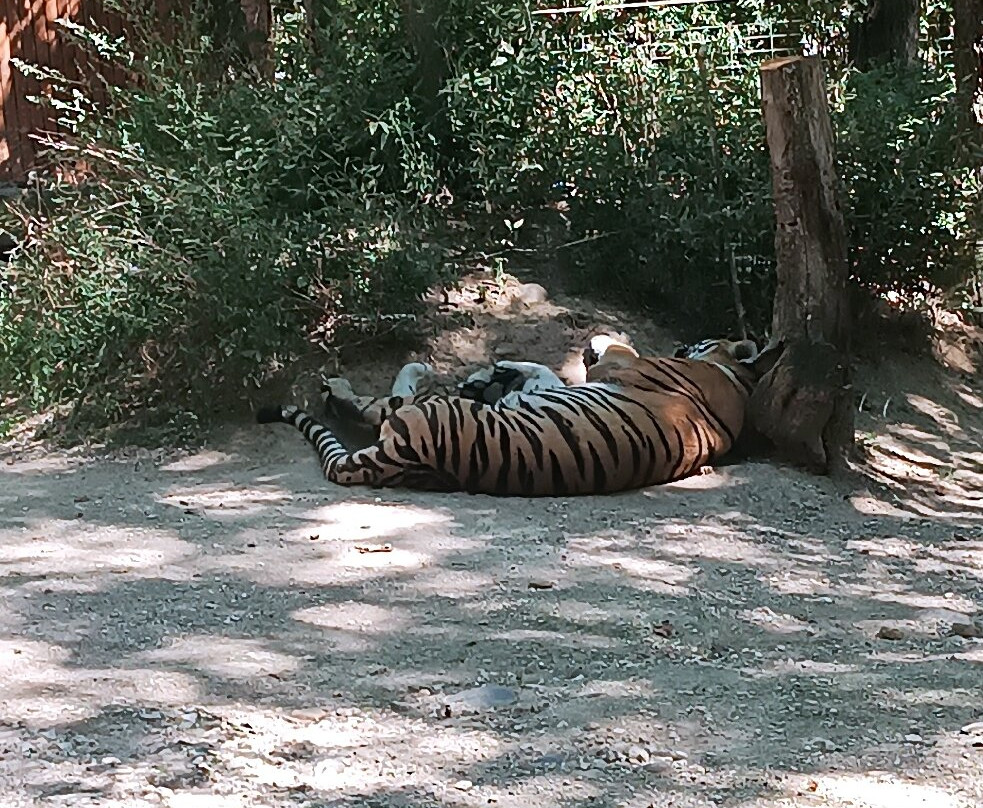 Zoo African Safari景点图片