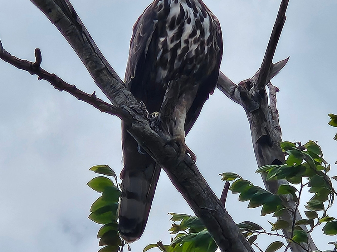 Wild Vibes Safari Tours Udawalawe-乌达瓦拉瓦必去景点